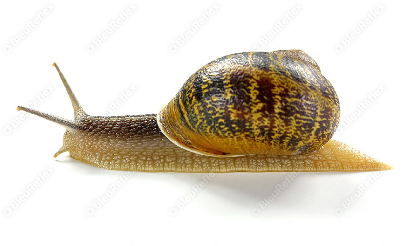 Escargot