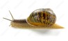 Escargot