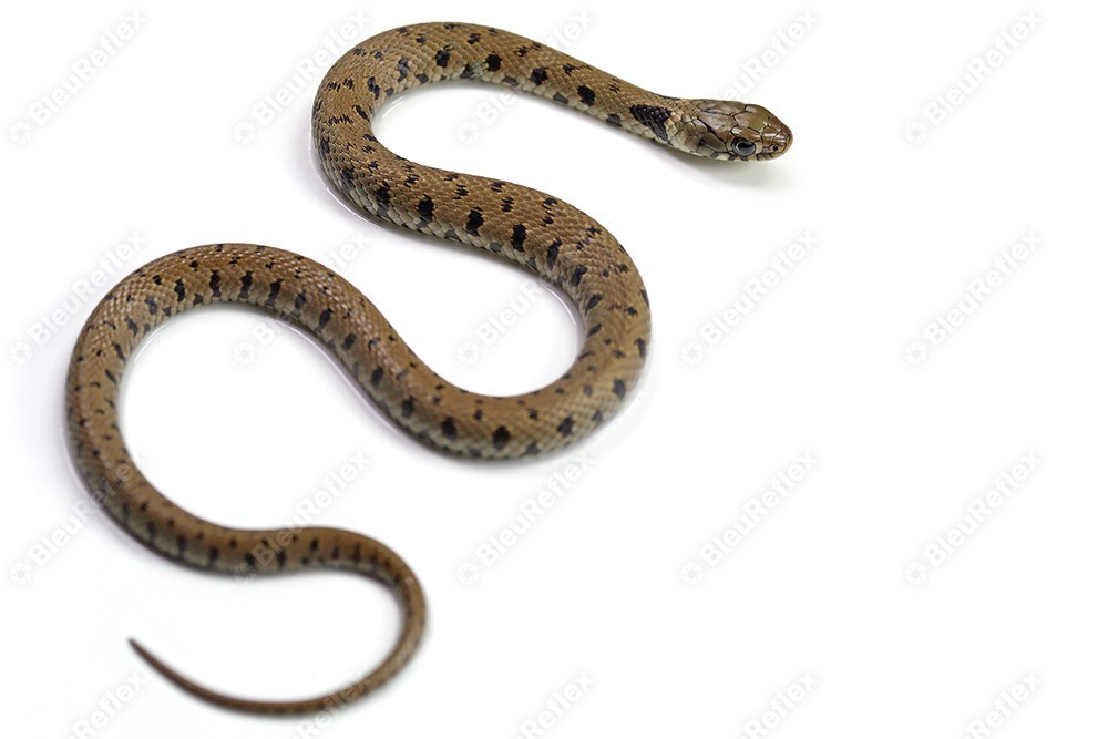 Serpent - Couleuvre - S1E2