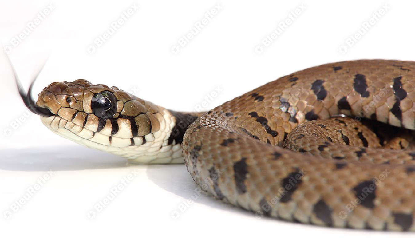 Serpent - Couleuvre - S1E4