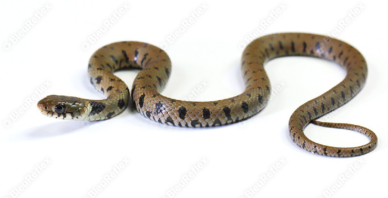 Serpent - Couleuvre - S1E5