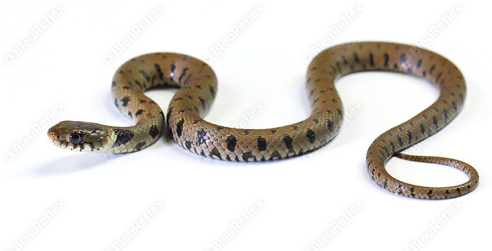 Serpent - Couleuvre - S1E5