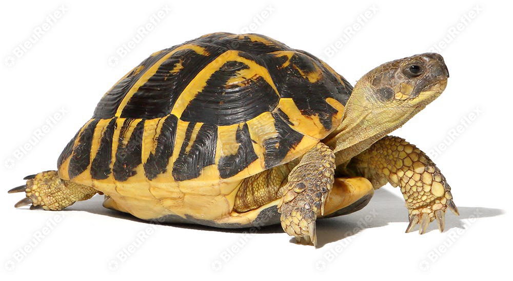 Torture d'Hermann - S1E3