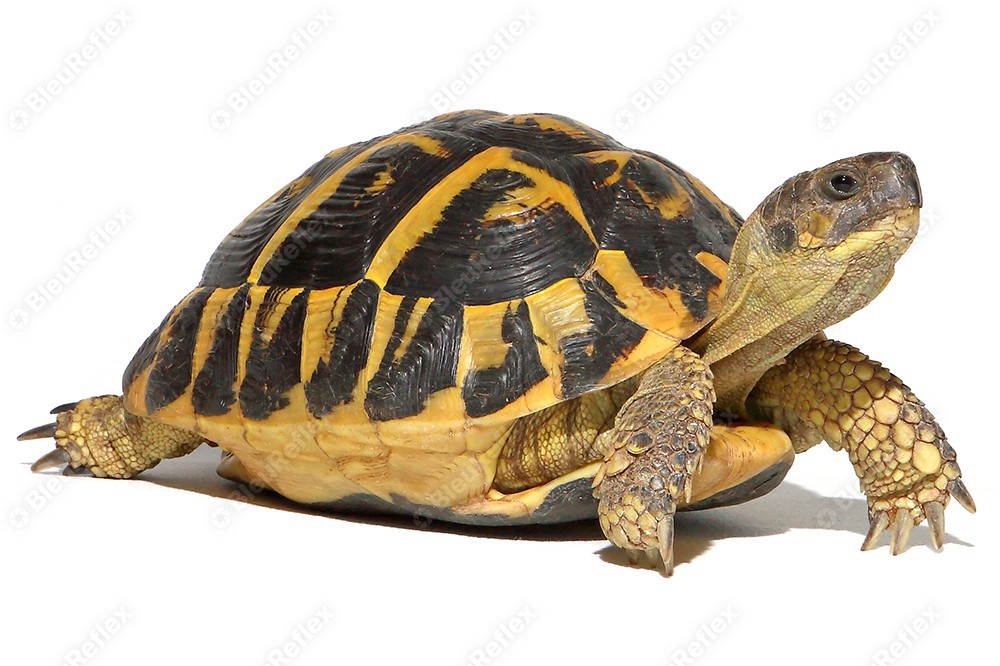 Torture d'Hermann - S1E5