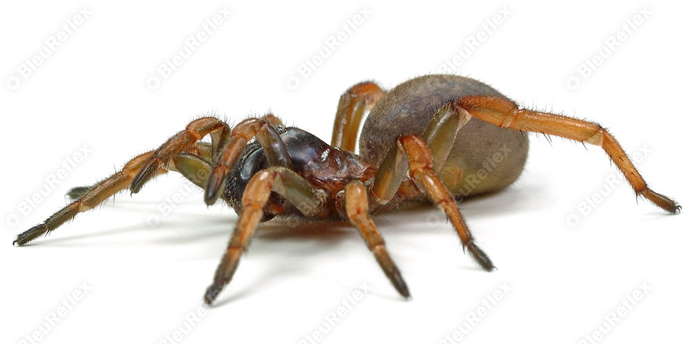 Mygale - Araignée du jardin - S1E1