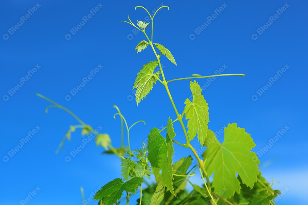 Feuille de vigne