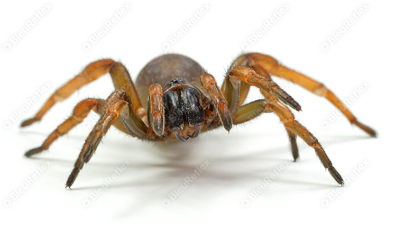 Mygale - Araignée du jardin...