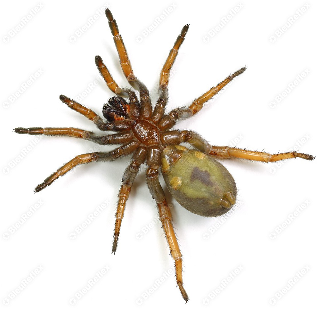 Mygale - Araignée du jardin...