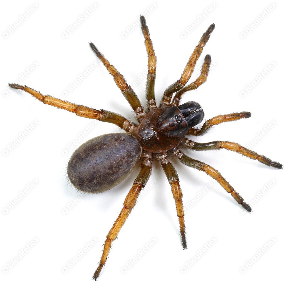 Mygale - Araignée du jardin - S1E4