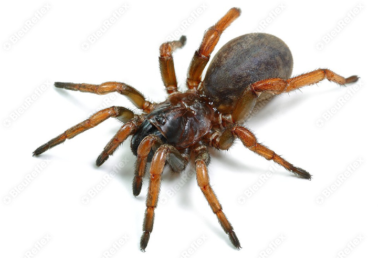 Mygale - Araignée du jardin...