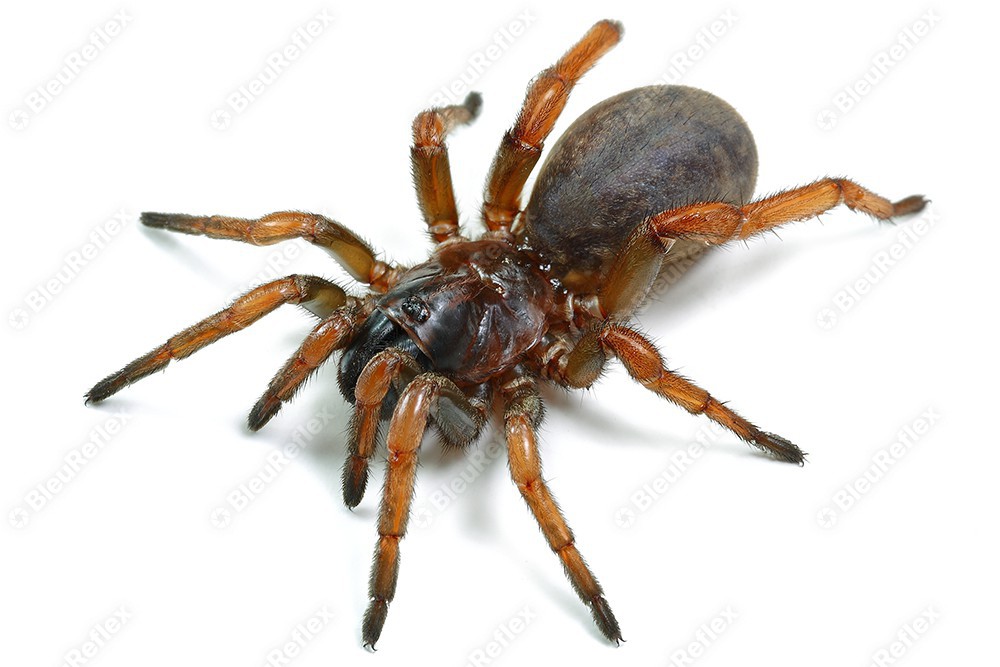 Mygale - Araignée du jardin - S1E5