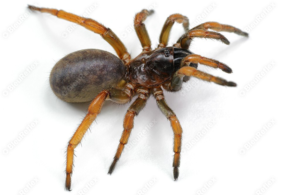 Mygale - Araignée du jardin - S1E7