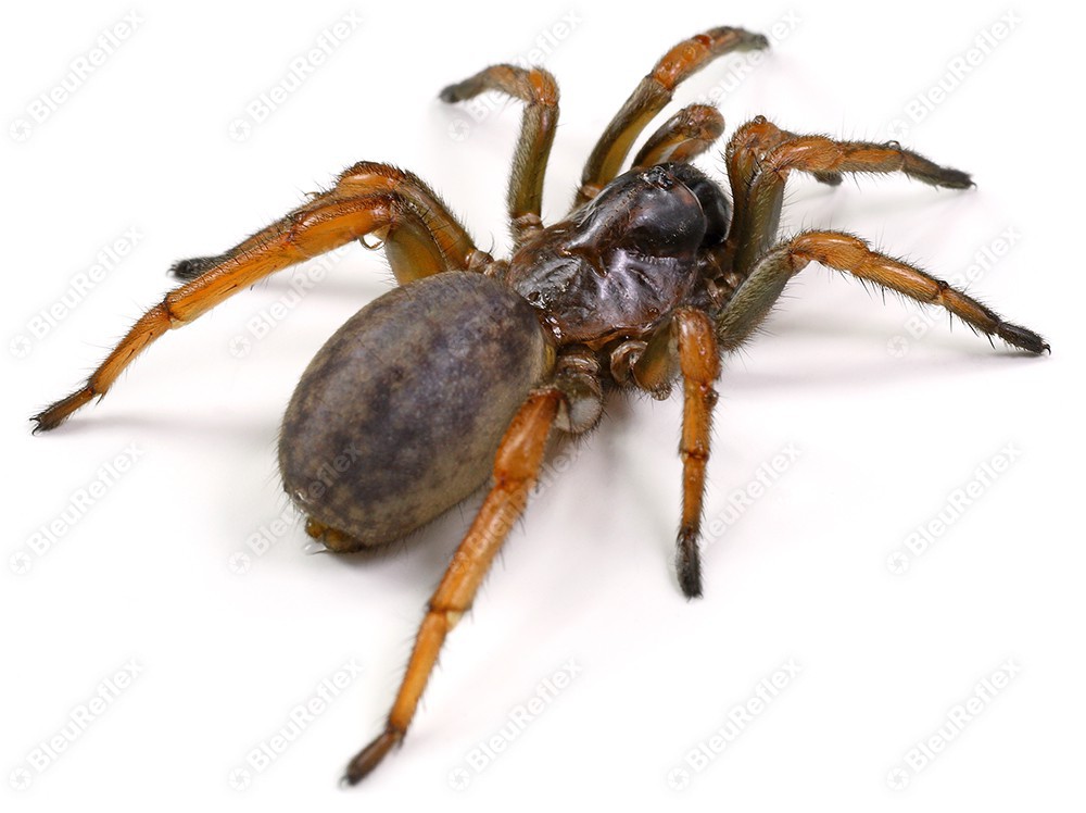 Mygale - Araignée du jardin - S1E8