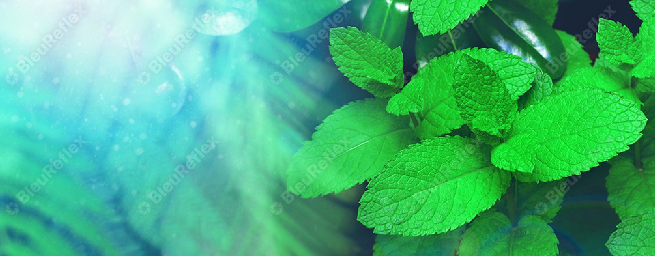 Feuille de menthe