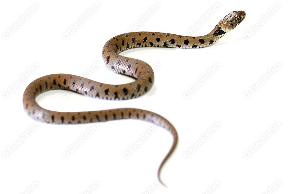 Serpent - Couleuvre - S1E1