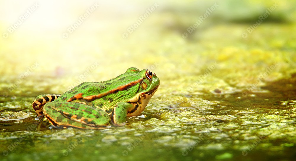 Grenouille
