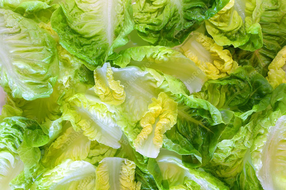 Feuille de salade